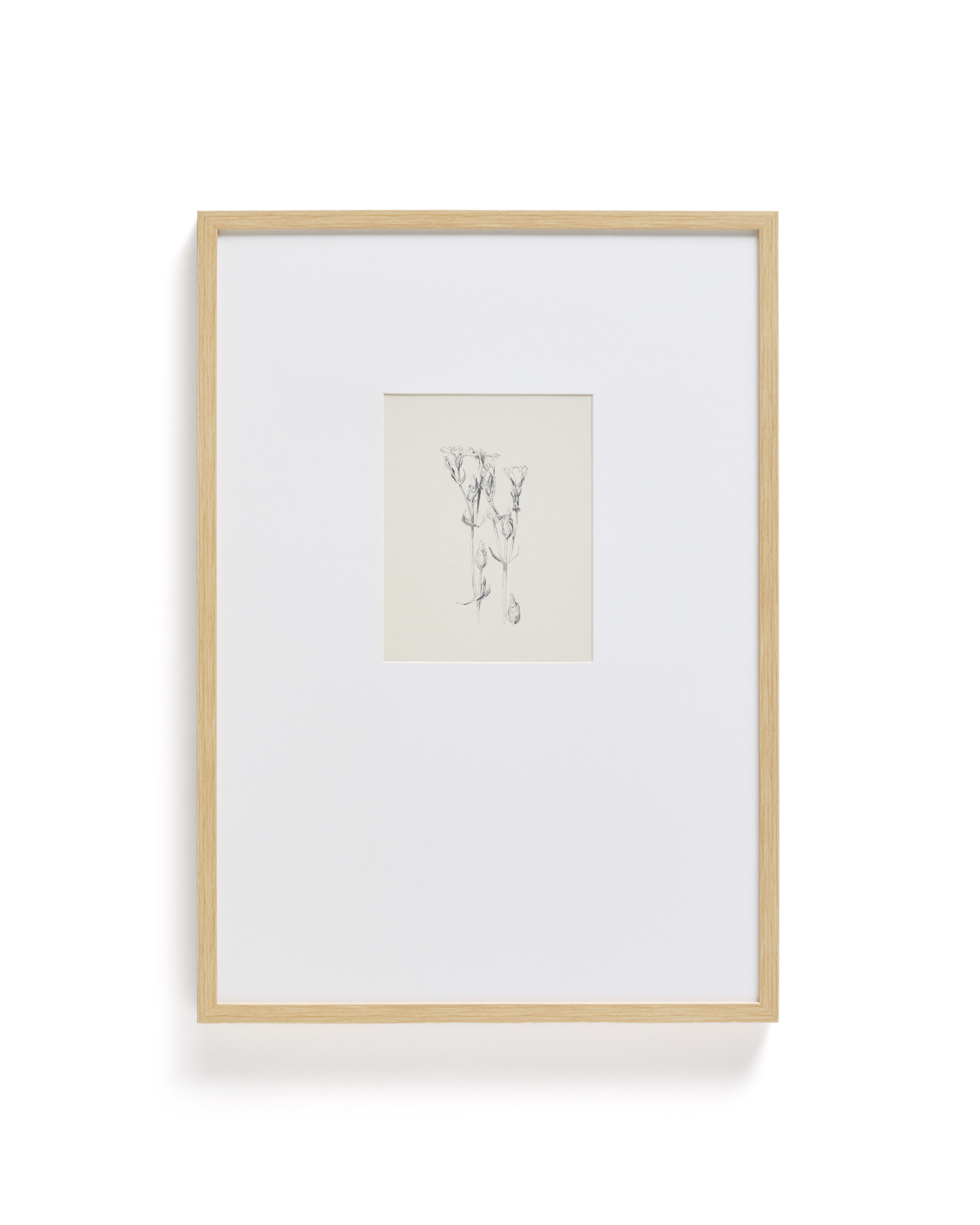 KAVE HOME Lirena billede, rektangulær - botanisk illustration og ramme (70x50)