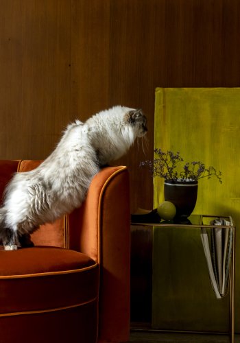 DUTCHBONE Flower Loungesessel mit Armlehnen – orangefarbener Samtstoff und schwarzer Stahl