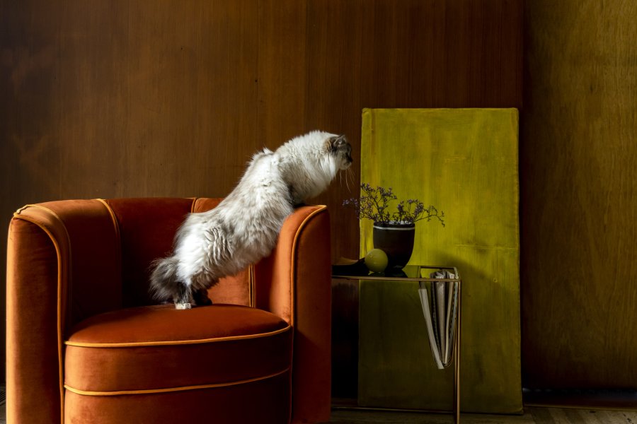 DUTCHBONE Flower Loungesessel mit Armlehnen – orangefarbener Samtstoff und schwarzer Stahl