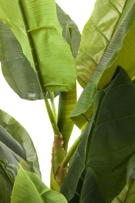 KARE DESIGN Banana Tree kunstig plante - grn ethylenvinylacetat og polyethylen (H:180cm)