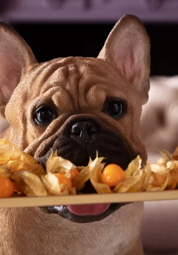 KARE DESIGN Butler Frenchy figur - multifarvet polyresin og guld stl (H:40cm)