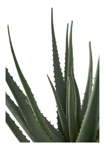HOUSE NORDIC Aloe Vera kunstig plante - grnn PE-plast (H:51cm)