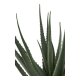 HOUSE NORDIC Aloe Vera kunstig plante - grnn PE-plast (H:51cm)