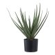 HOUSE NORDIC Aloe Vera kunstig plante - grnn PE-plast (H:51cm)