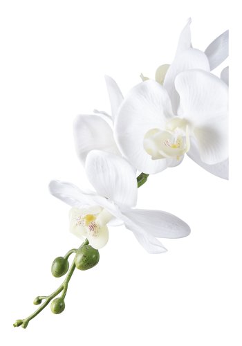 HOUSE NORDIC Kunstig orkideplante - hvit og grnn PE-plast (H:49 cm)