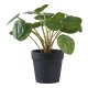 HOUSE NORDIC Pelia kunstig plante - grnn PE-plast (H:28cm)