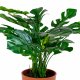 HOUSE NORDIC kunstig Monstera-plante - grnn plast og polyester (H:45)