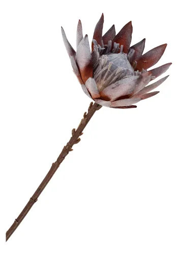 HOUSE NORDIC King Protea bukett med kunstige blomster, miks - rosa plast (H:74)