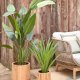KAVE HOME Yucca kunstig plante
