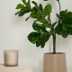KAVE HOME Ficus kunstig 150 cm