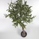 KAVE HOME Kunstig oliventre med sort plantepotte 140 cm