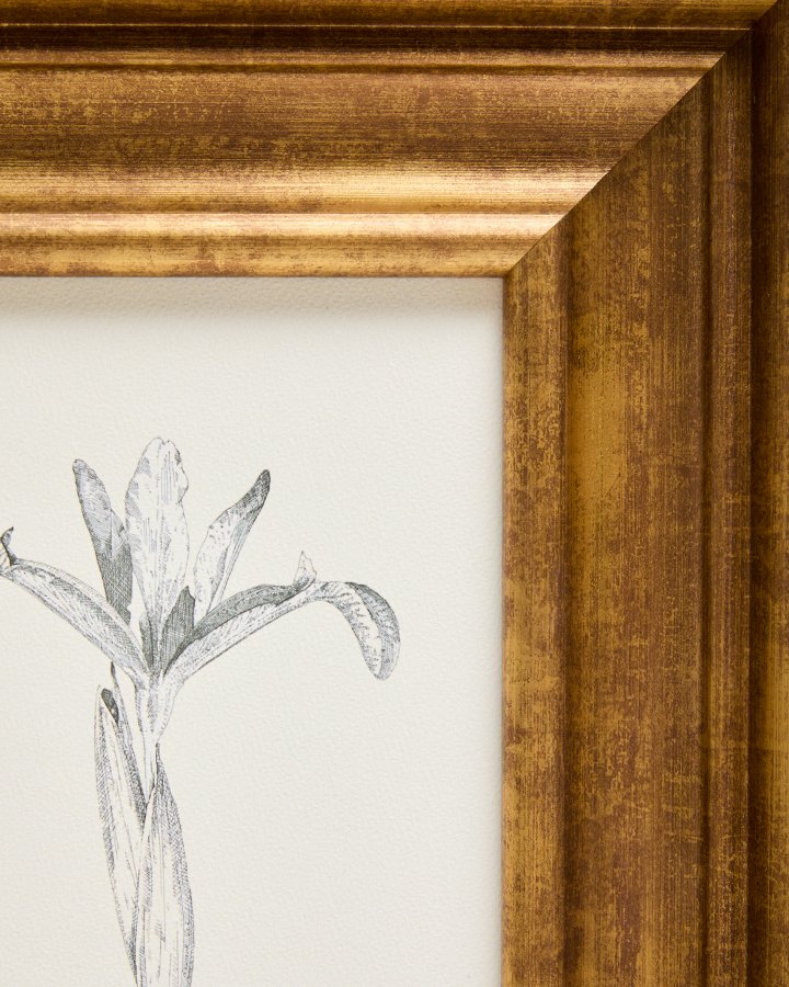 KAVE HOME Yalira billede - botanisk illustration og antik guld tr�ramme (41x33)