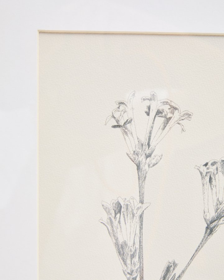 KAVE HOME Lirena billede, rektangul�r - botanisk illustration og ramme (70x50)