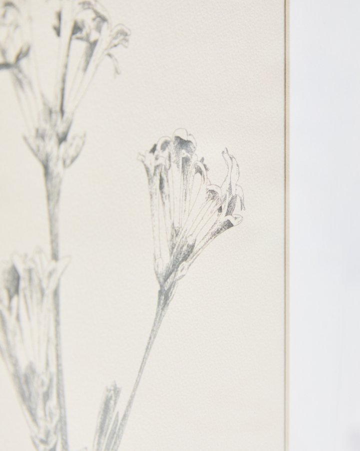 KAVE HOME Lirena billede, rektangul�r - botanisk illustration og ramme (70x50)