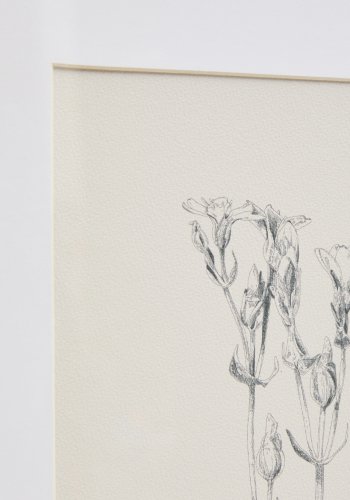 KAVE HOME Lirena billede, rektangul�r - botanisk illustration og ramme (70x50)