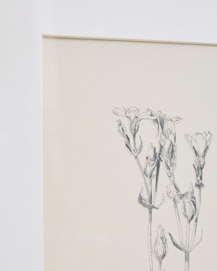 KAVE HOME Lirena billede, rektangul�r - botanisk illustration og ramme (70x50)