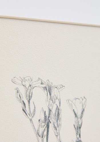 KAVE HOME Lirena billede, rektangul�r - botanisk illustration og ramme (70x50)