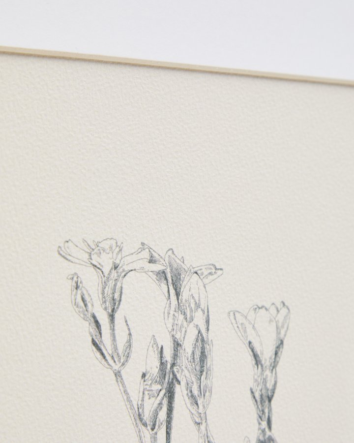 KAVE HOME Lirena billede, rektangul�r - botanisk illustration og ramme (70x50)