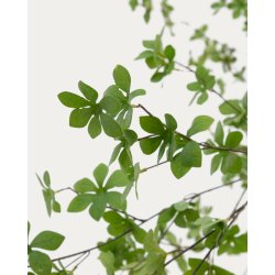Enkianthus kunstigt tr� med sort potte