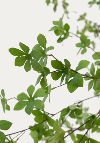 KAVE HOME Enkianthus kunstig tre med svart potte 214 cm