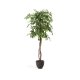 KAVE HOME Kunstig ficus i svart potte 180 cm