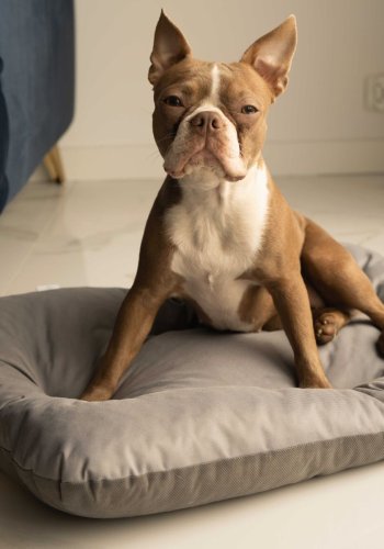 ANIMOOD Mort hundeseng, rektangulr - gr wigofil (73x53)