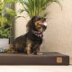 ANIMOOD Melman orthopädisches Hundebett, rechteckig - braunes Wigofil (74x45)