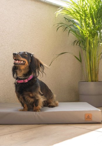 ANIMOOD Melman orthopädisches Hundebett, rechteckig - graues Wigofil (90x56)