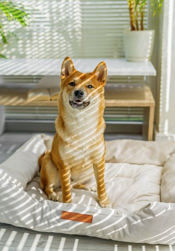 ANIMOOD Milo gestepptes Hundebett, rechteckig – beiger Samtstoff (76x60)