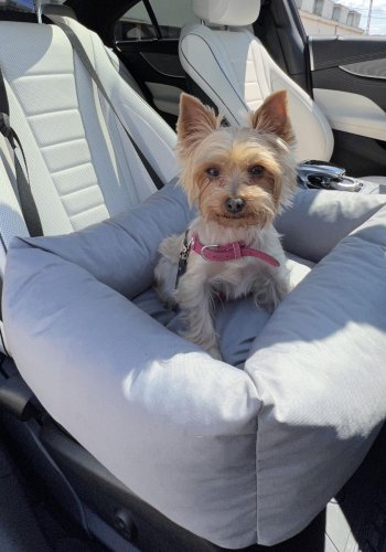 ANIMOOD Julian Haustier-Autositz, rechteckig - grau (56x51)