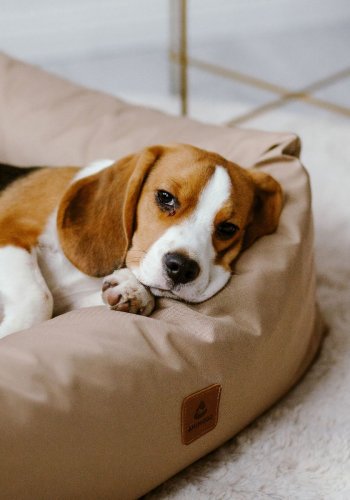 ANIMOOD Maurice Hundebett, rechteckig - Cappuccinobraun und Wigofil (80x71)