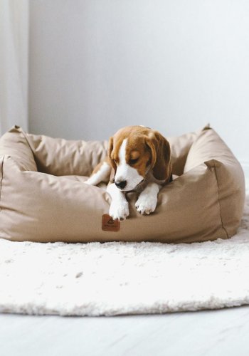 ANIMOOD Maurice Hundebett, rechteckig - Cappuccinobraun und Wigofil (100x82)