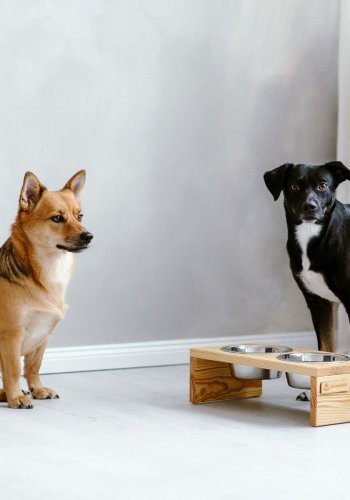 ANIMOOD Gloria Ständer für Hundenäpfe, mit Edelstahlnäpfen - Kiefer natur (36x12)